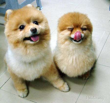 Cute animals25